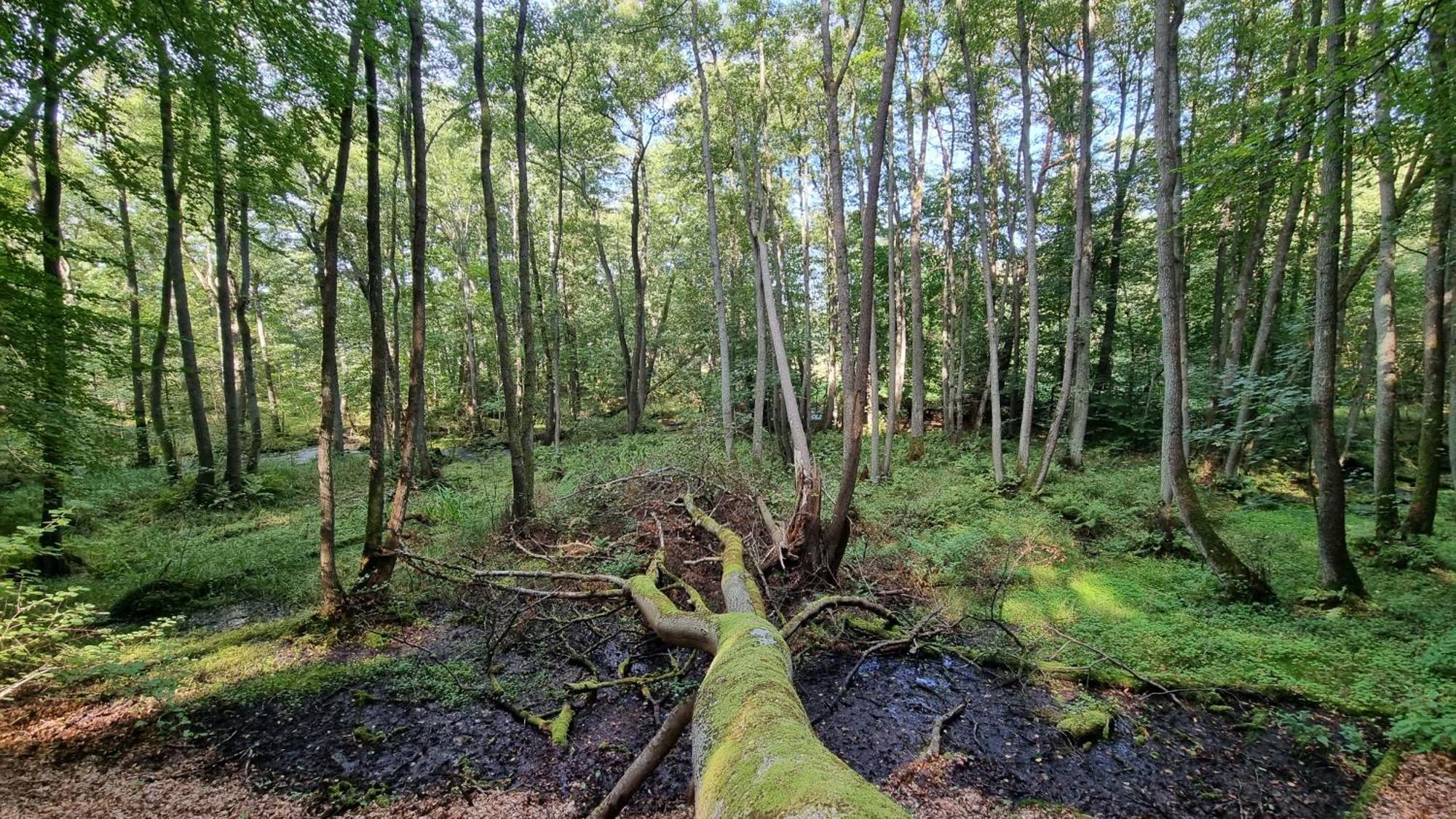 Domki Nad Morzem Lublewo21 Obok Bialogory Lublewo Leborskie Esterno foto